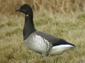 Pale-bellied Brent Goose